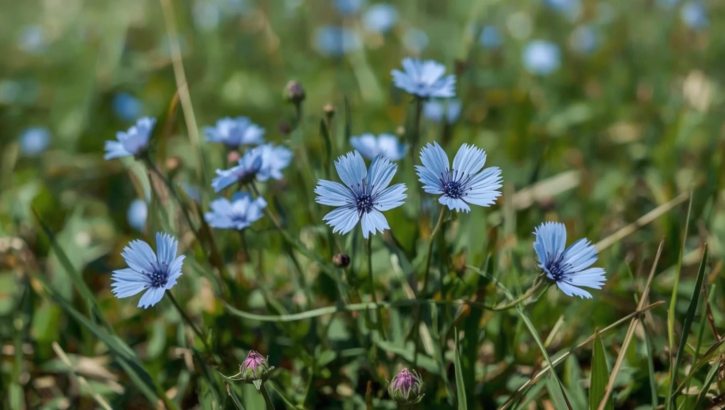 Chicory: Edward Bachs Bach-Blüte gegen emotionale Kontrolle und Vereinnahmen